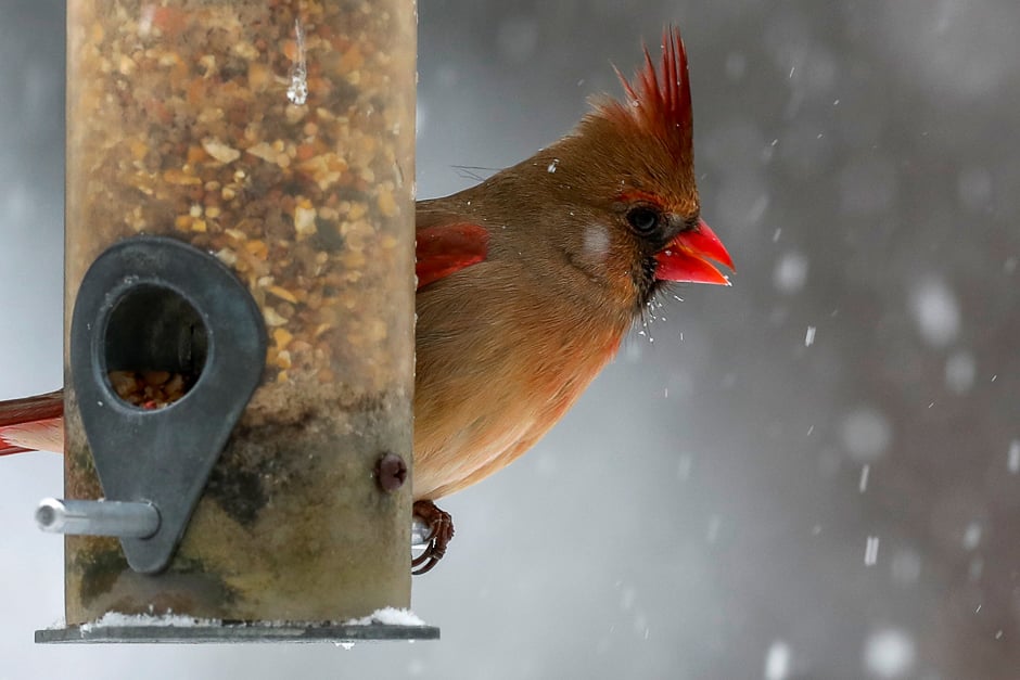 A female Northern Cardinal sits on a bird feeder in falling snow in the Village of Valley Cottage, New York, a suburb north of New York City, US. PHOTO: REUTERS