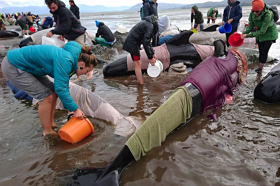 Volunteers try to keep alive some of the hundreds of stranded pilot whales after one of the country's largest recorded mass whale strandings, in Golden Bay, at the top of New Zealand's south island. PHOTO: REUTERS