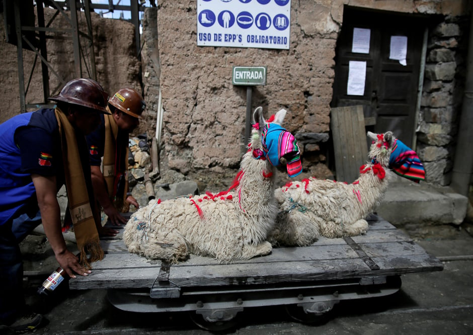Independent miners transport llamas to sacrifice them for good fortune during the year as part of Andean carnival celebrations, outside the Mina Itos on the outskirts of Oruro, Bolivia. PHOTO: REUTERS