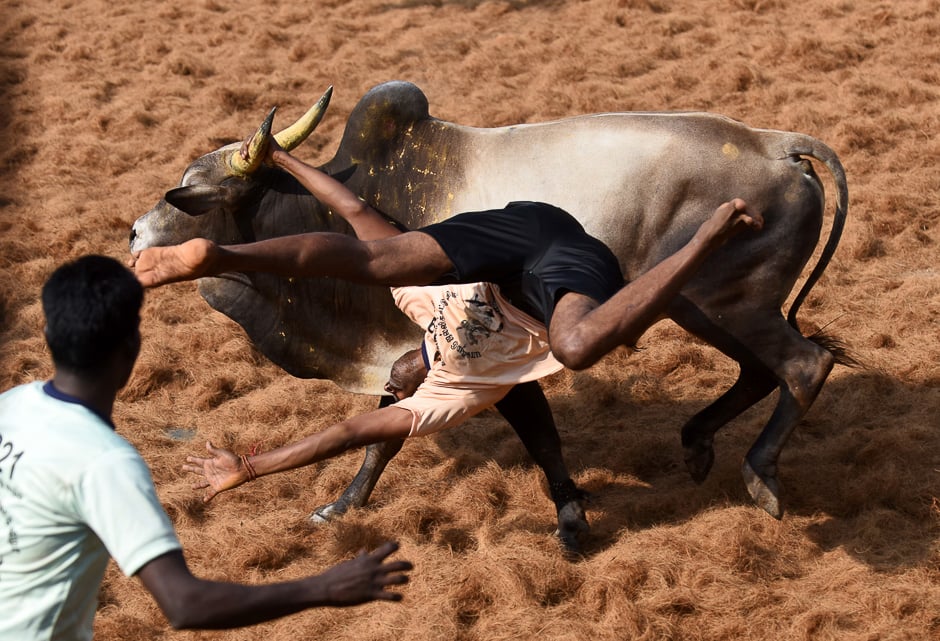 An Indian bull throws a 'bullfighter' during an annual bull-taming event 