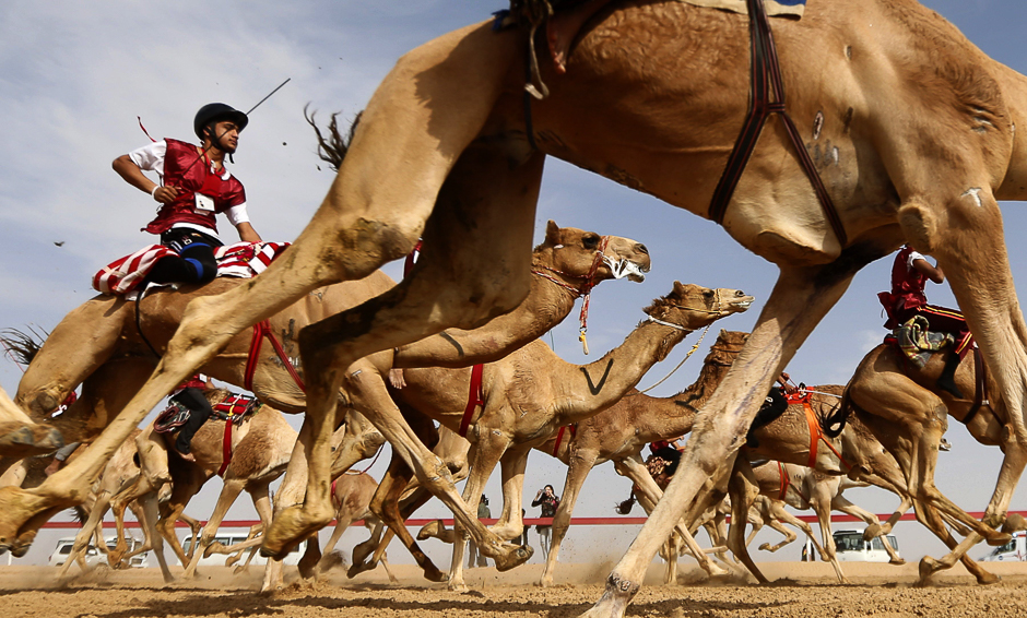 Jockeys take the start of a traditional camel race during the Sheikh Sultan Bin Zayed al-Nahyan Camel Festival, held at the Shweihan racecourse, in the outskirts of Abu Dhabi. PHOTO: AFP