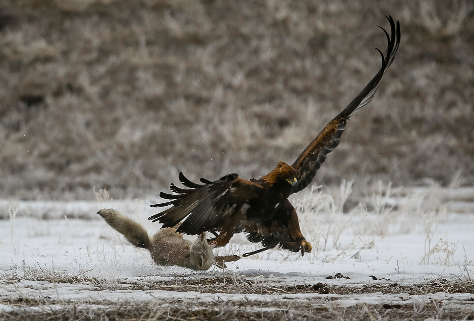 A tamed golden eagle attacks a corsac fox during an annual hunting contest in Chengelsy Gorge east of Almaty, Kazakhstan. PHOTO: REUTERS