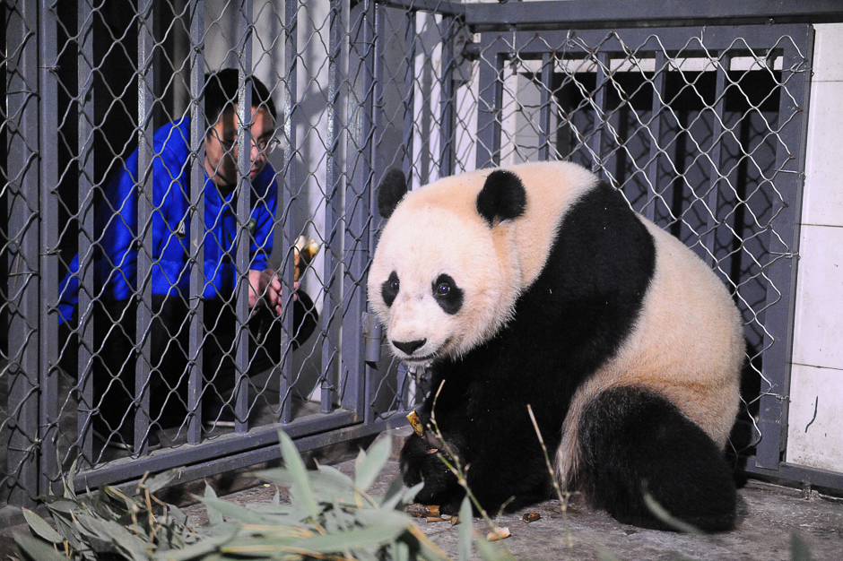 A breeder feeds US born giant female panda Bao Bao as it arrived at Chengdu Research Base of Giant Panda Breeding, Sichuan province, China. PHOTO: REUTERS