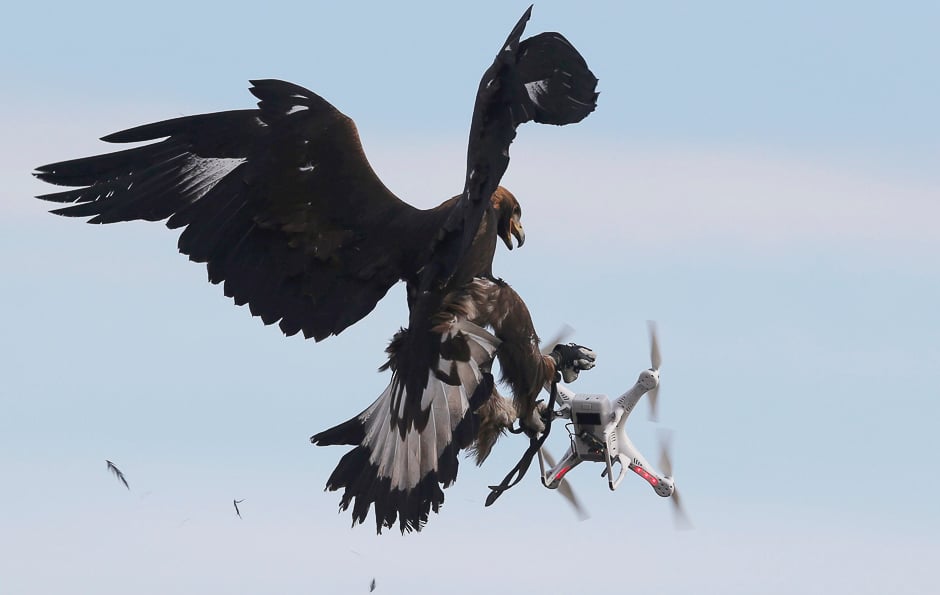 A golden eagle grabs a flying drone during a military training exercise at Mont-de-Marsan French Air Force base, Southwestern France. PHOTO: REUTERS