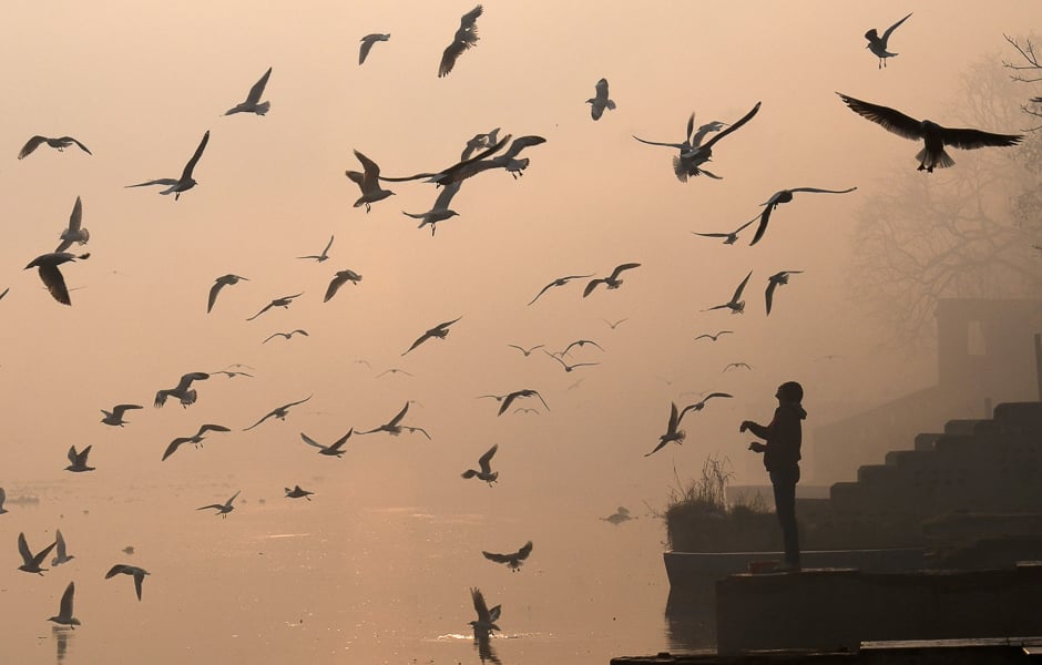 An Indian man feeds migratory birds on the banks of the Yamuna River in New Delhi. PHOTO: AFP