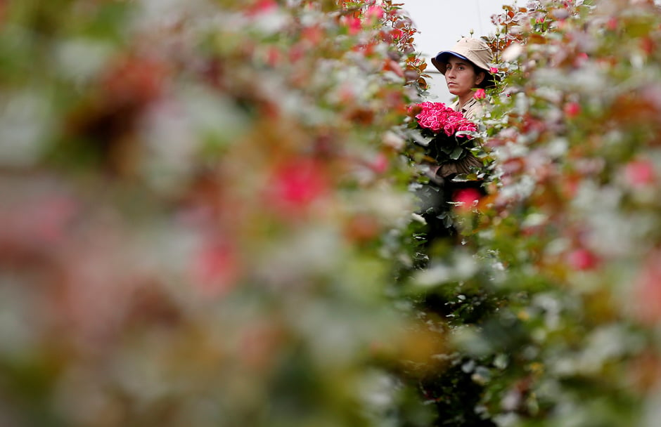 An employee picks flowers to be exported overseas, ahead of Valentine's Day, at a farm in Facatativa, Colombia. PHOTO: REUTERS