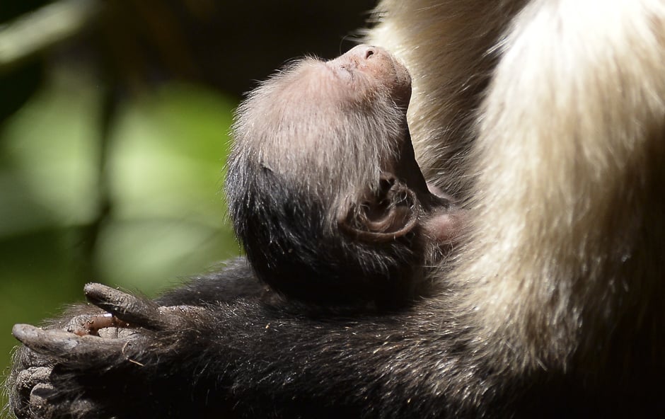 Capuchin monkey (Cebus capucinos) born two month ago, hangs from its mother at Santa Fe zoo, in Medellin, Colombia. PHOTO: AFP