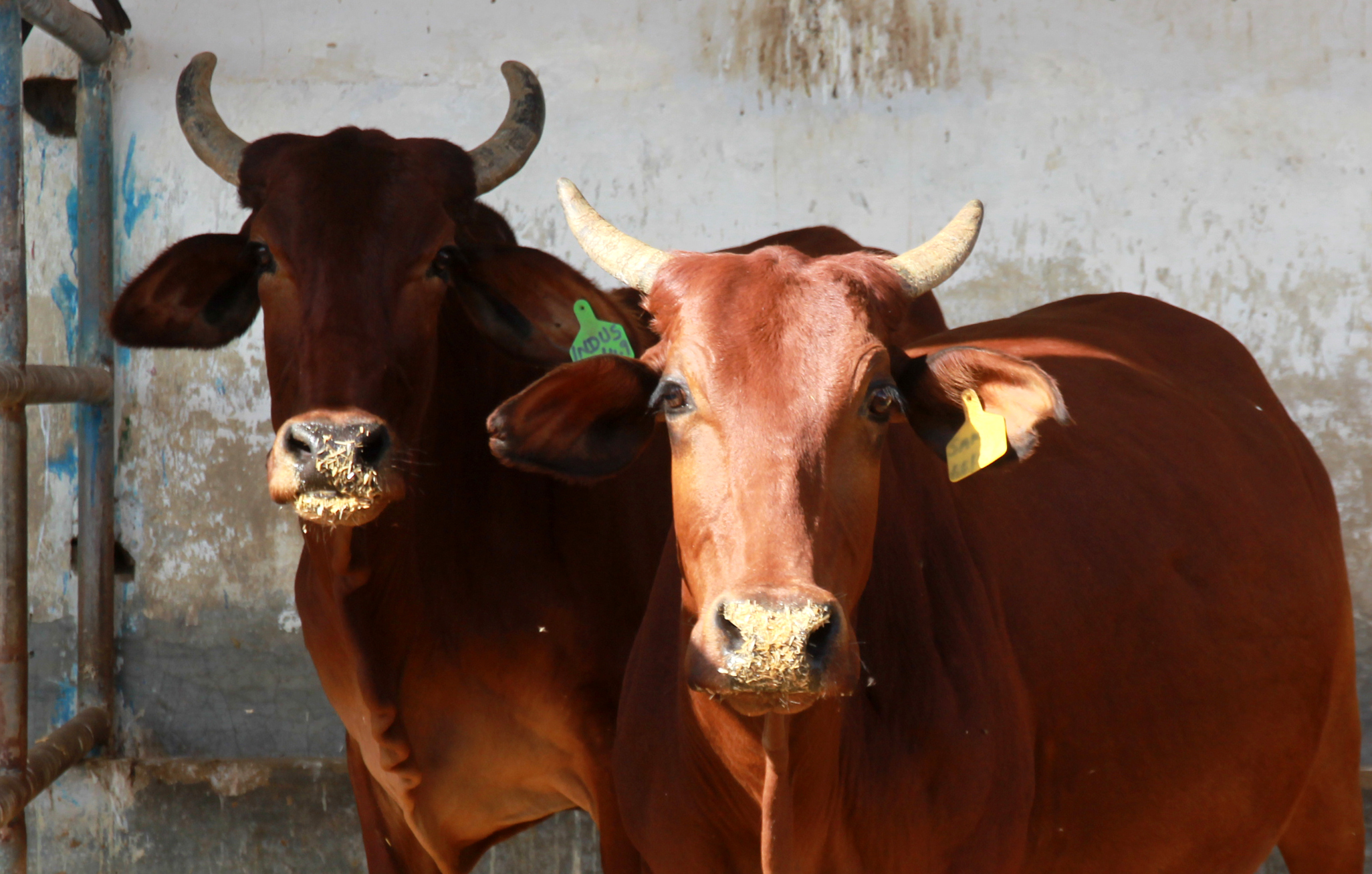 'Red Sindhi' cattle have a medium-sized build, compact body and a deep reddish-brown skin. PHOTO: ATHAR KHAN/ EXPRESS