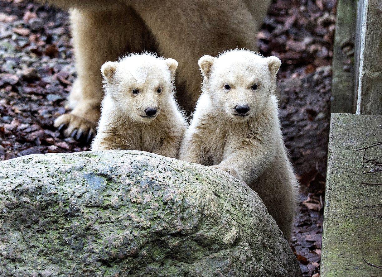 Polar bear cubs come out accompanied by their mother in Aalborg Zoo, Aalborg, Denmark. PHOTO: REUTERS