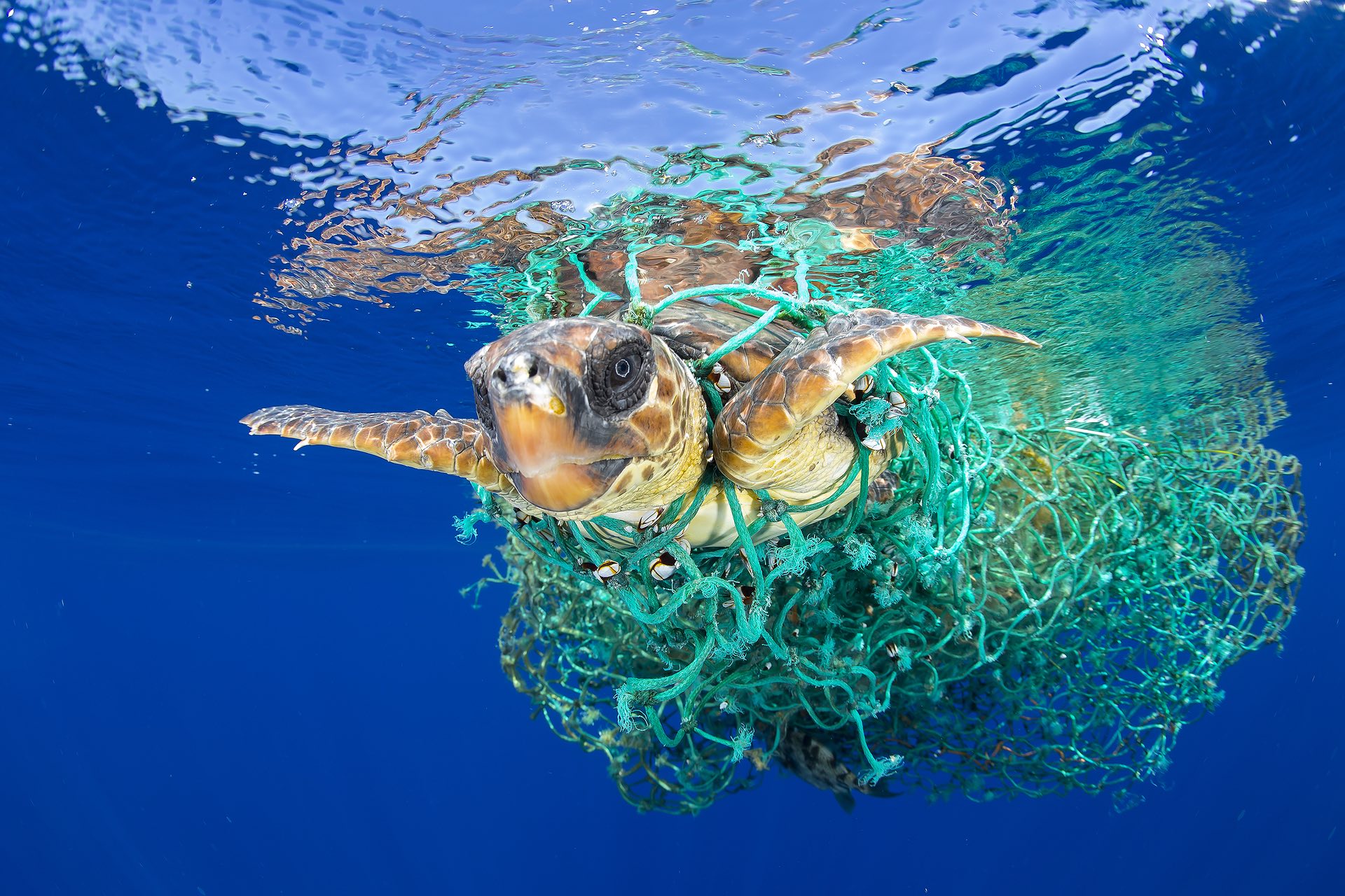 Nature â singles, first prize A sea turtle entangled in a fishing net swims off the coast of Tenerife in the Canary Islands Photograph: Francis Perez/EPA