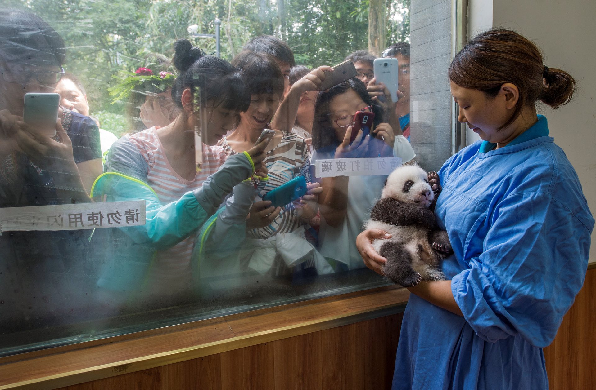Nature â stories, second prize A caretaker cradles a panda at the Bifengxia giant panda breeding and research centre in Sichuan, China Photograph: Ami Vitale/National Geographic
