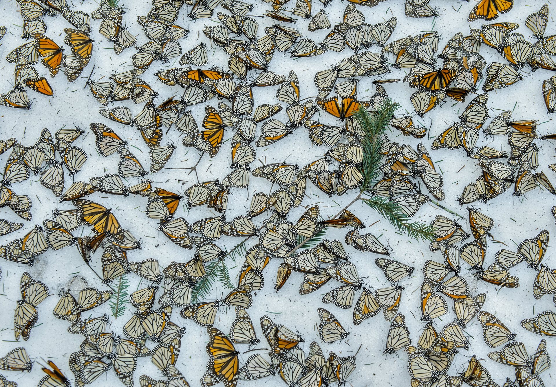  Nature â singles, third prize Monarch butterflies cover the forest floor of the Rosario butterfly sanctuary in MichoacÃ¡n, Mexico Photograph: Jaime Rojo/EPA