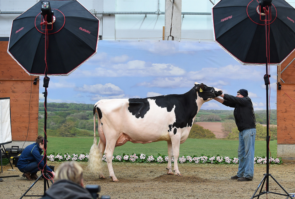 A cow is made ready to be photographed during the 44th edition of the 