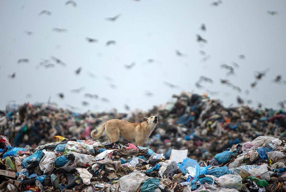 A dog walks through a landfill on the Palestinian side of the border between Israel and eastern Gaza City. PHOTO: AFP