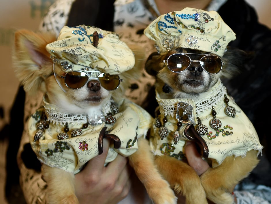 Dogs dressed in the fashion of France and contestants in the World Fashion Presents segment pose during the 14th Annual New York Pet Fashion Show presented by TropiClean at the Hotel Pennsylvania. PHOTO: AFP