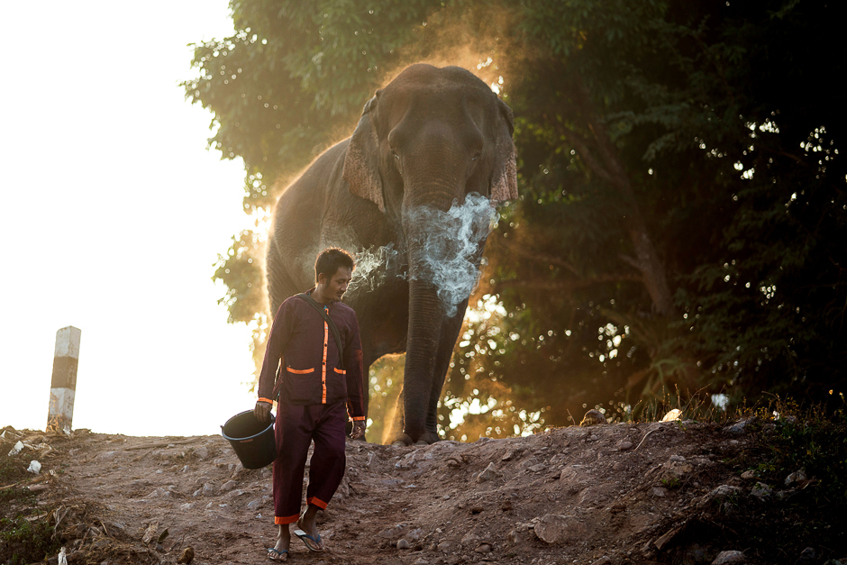A mahout walks with an elephant after bathing him in a river, before taking part in an elephant festival, which organisers say aims to raise awareness about elephants, in Sayaboury province, Laos. PHOTO: REUTERS