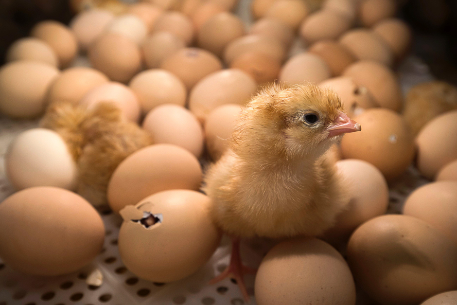 A chick stands among eggs being hatched inside an incubator at the Agriculture Fair in Paris. PHOTO: AFP