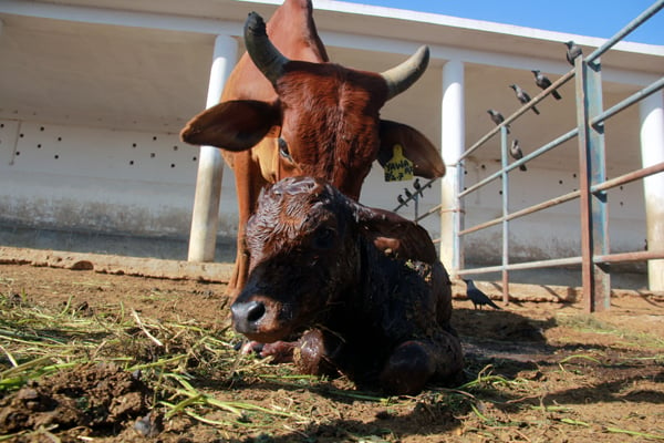 A 'Red Sindhi' cow, Yawa, with her newborn calf. PHOTO: ATHAR KHAN/ EXPRESS