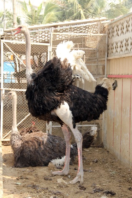 Paracha bought the two ostriches from South Africa when they were chicks. PHOTO: AYESHA MIR/EXPRESS