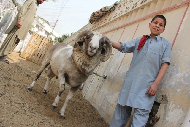 Two young boys have been hired to take care of the rams. PHOTO: AYESHA MIR/EXPRESS