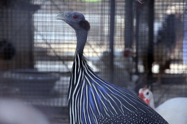 Paracha and Zaman also have a Vulturine Guineafowl from Africa. PHOTO: AYESHA MIR/EXPRESS