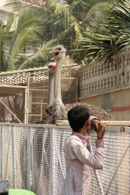 Passersby often stop by for a glance at Paracha's unusual pets. PHOTO: AYESHA MIR/EXPRESS