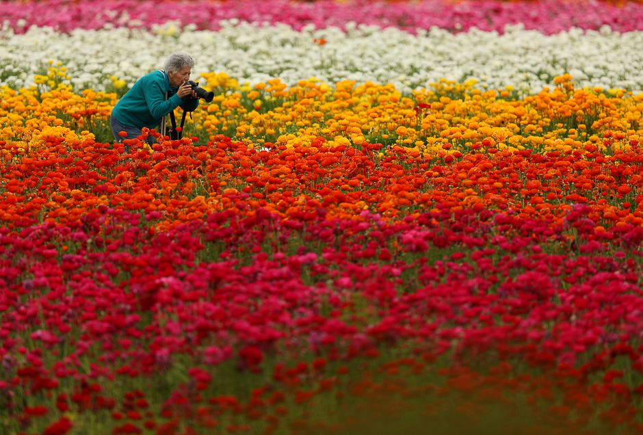On the first day of Spring a women crouches down to take a photograph of Giant Tecolote Ranunculus flowers at the Flower Fields in Carlsbad, California, US. PHOTO: REUTERS