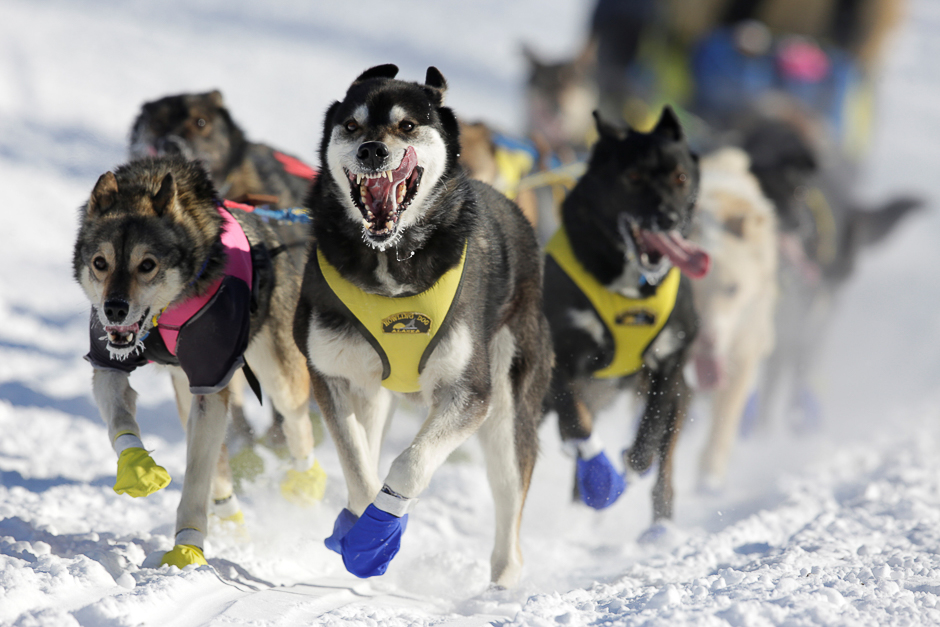 Melissa Stewart's team competes in the official restart of the Iditarod, a nearly 1,000 mile (1,610 km) sled dog race across the Alaskan wilderness, in Fairbanks, Alaska, US. PHOTO: REUTERS