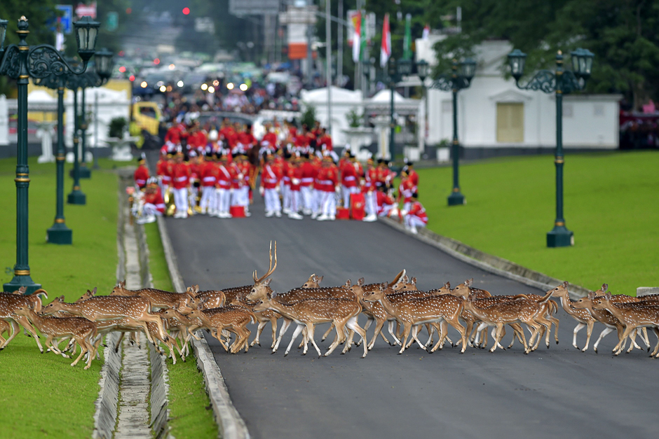 Deers walk past Indonesia's honour guard as they wait for the arrival of Saudi Arabia's King Salman bin Abdul Aziz at the presidential palace in Bogor. PHOTO: AFP