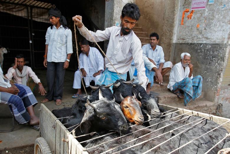 a man loads goats into a cycle rickshaw at a wholesale livestock market in allahabad india march 31 2017 photo reuters