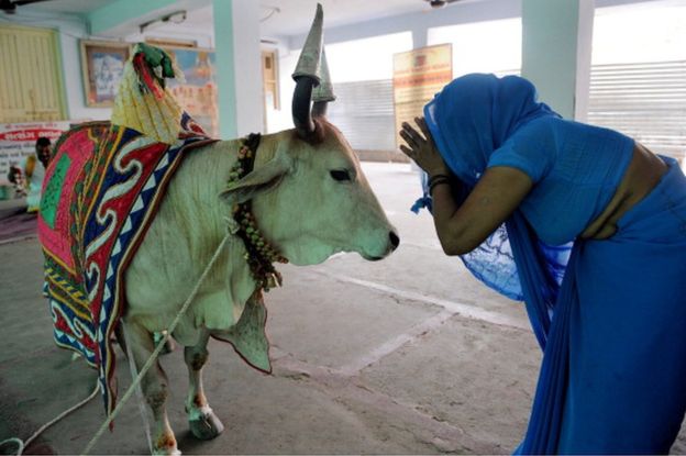 cow is the most loved animal in india photo afp