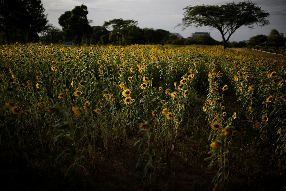 Sunflowers are seen on a field at the entrance of the Sidor steel plant in Puerto Ordaz, Venezuela 