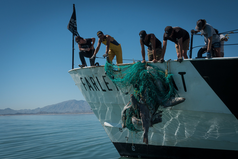 This undated handout picture released by US environmental group Sea Shepherd Conservation Society shows activists picking up Totoaba (Totoaba macdonaldi) fish caught by fishermen's nets. Smugglers ship the dried swim bladder of the totoaba - a critically endangered species - to China, where it fetches tens of thousands of dollars and is eaten in soup. PHOTO: AFP