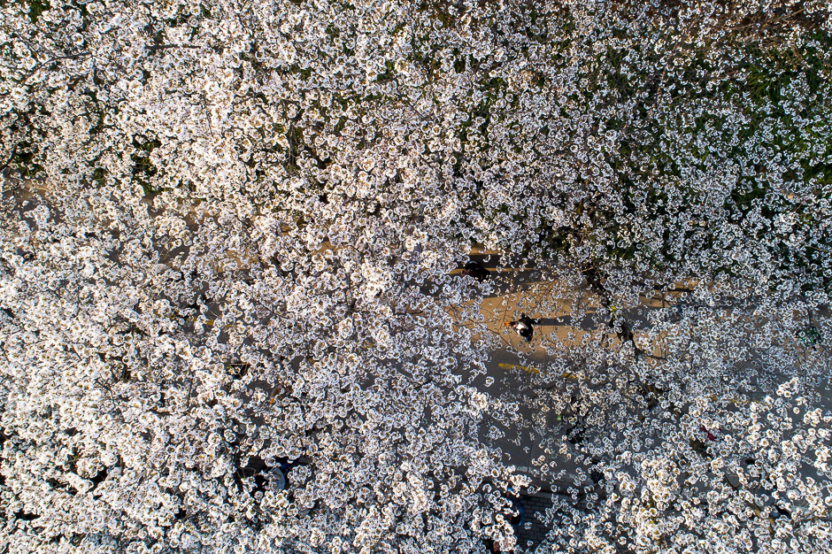 The photo shows a visitor walking below cherry blossoms in Wuhan University, in central China's Hubei province. PHOTO: AFP