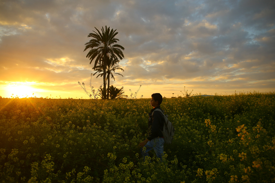 A general view taken in Beit Hanun shows a young boy walking amidst wild mustard flowers, which grow in fields across the Gaza Strip, as the official start of spring is marked by the Vernal Equinox. PHOTO: AFP