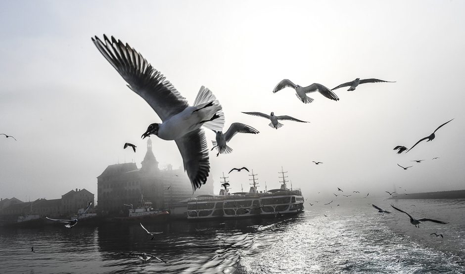 Seagulls fly over the Bosphorus river while traffic has stopped due to the fog in Istanbul. PHOTO: AFP