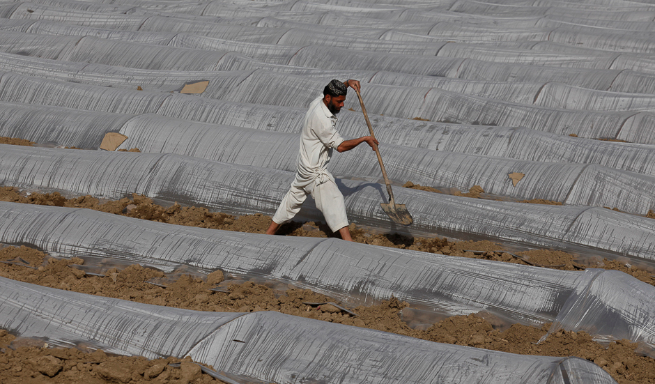 A farmer shovels dirt between rows of seedlings protected from the cold under plastic at a farm in Charsadda, Pakistan. PHOTO: REUTERS