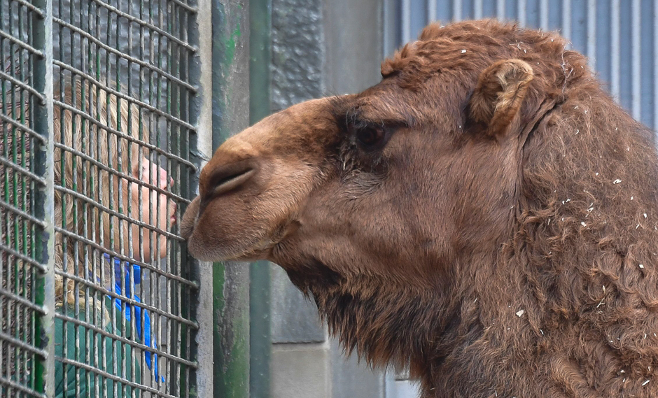 A zookeeper blows on a Dromedary from the other side of a fence at Berlin's Zoologischer garten zoo. PHOTO: AFP