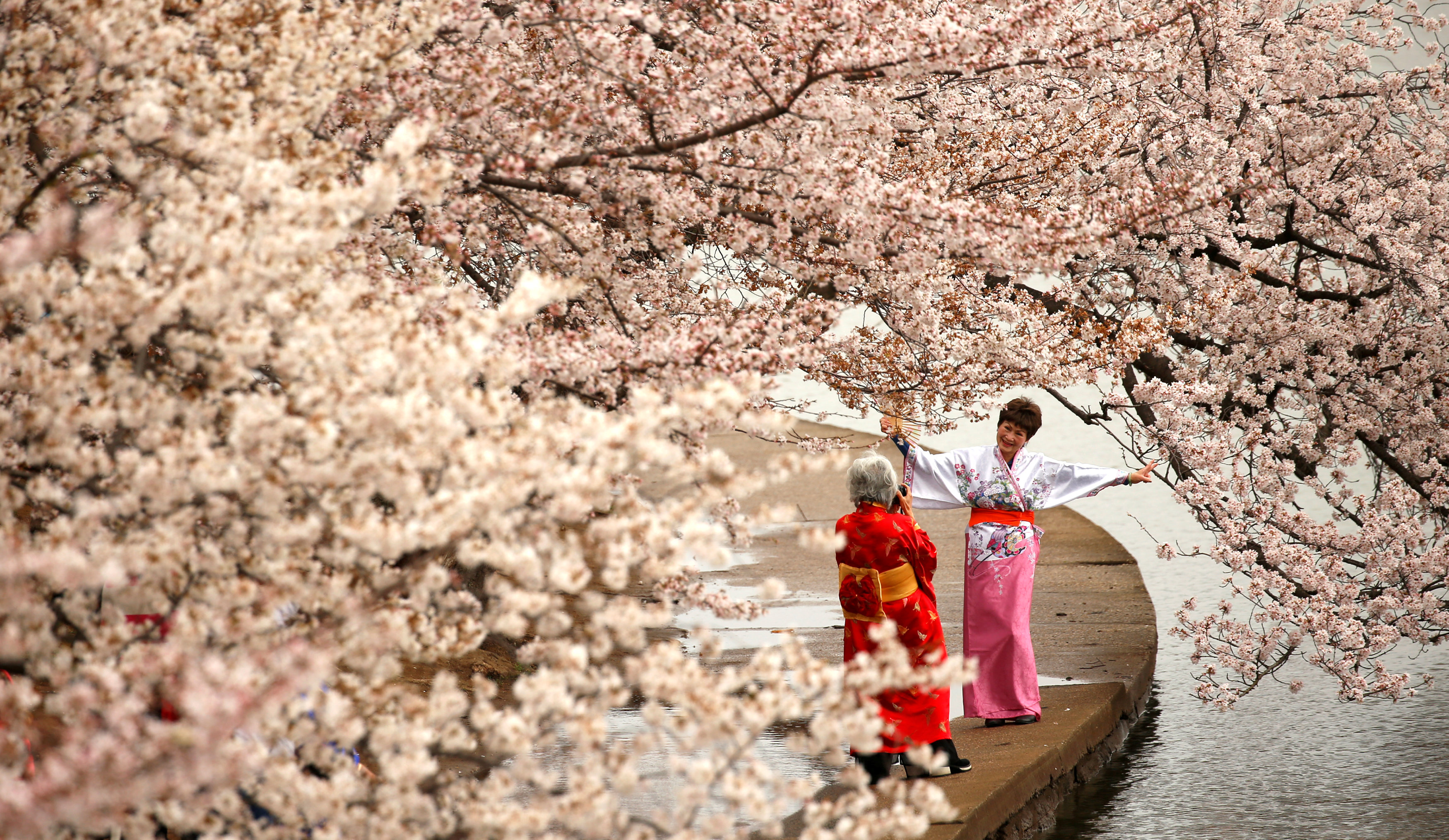 Women in kimonos take photos under the cherry blossoms along the Tidal Basin on a misty morning in Washington, US. PHOTO: REUTERS