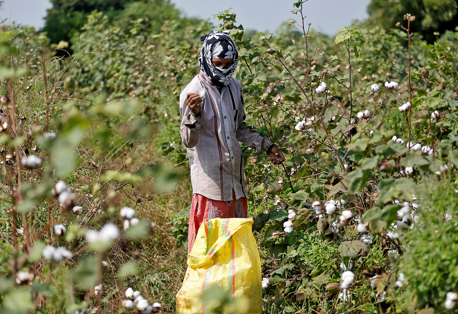A worker harvests cotton in a field on the outskirts of Ahmedabad, India. PHOTO: REUTERS
