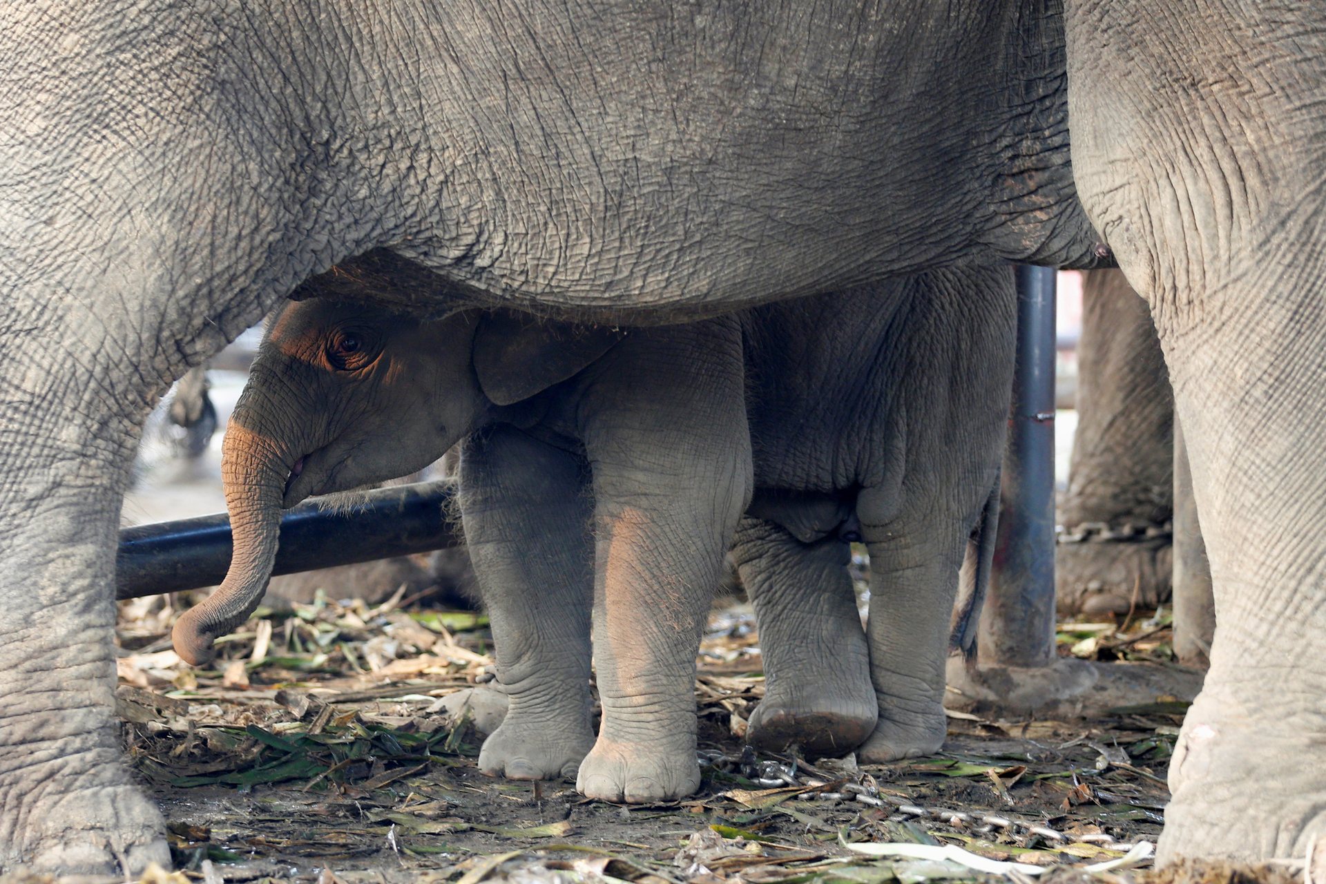 A baby elephant stands under its mother on Thailandâs national elephant day, Ayutthaya, Thailand. PHOTO: REUTERS