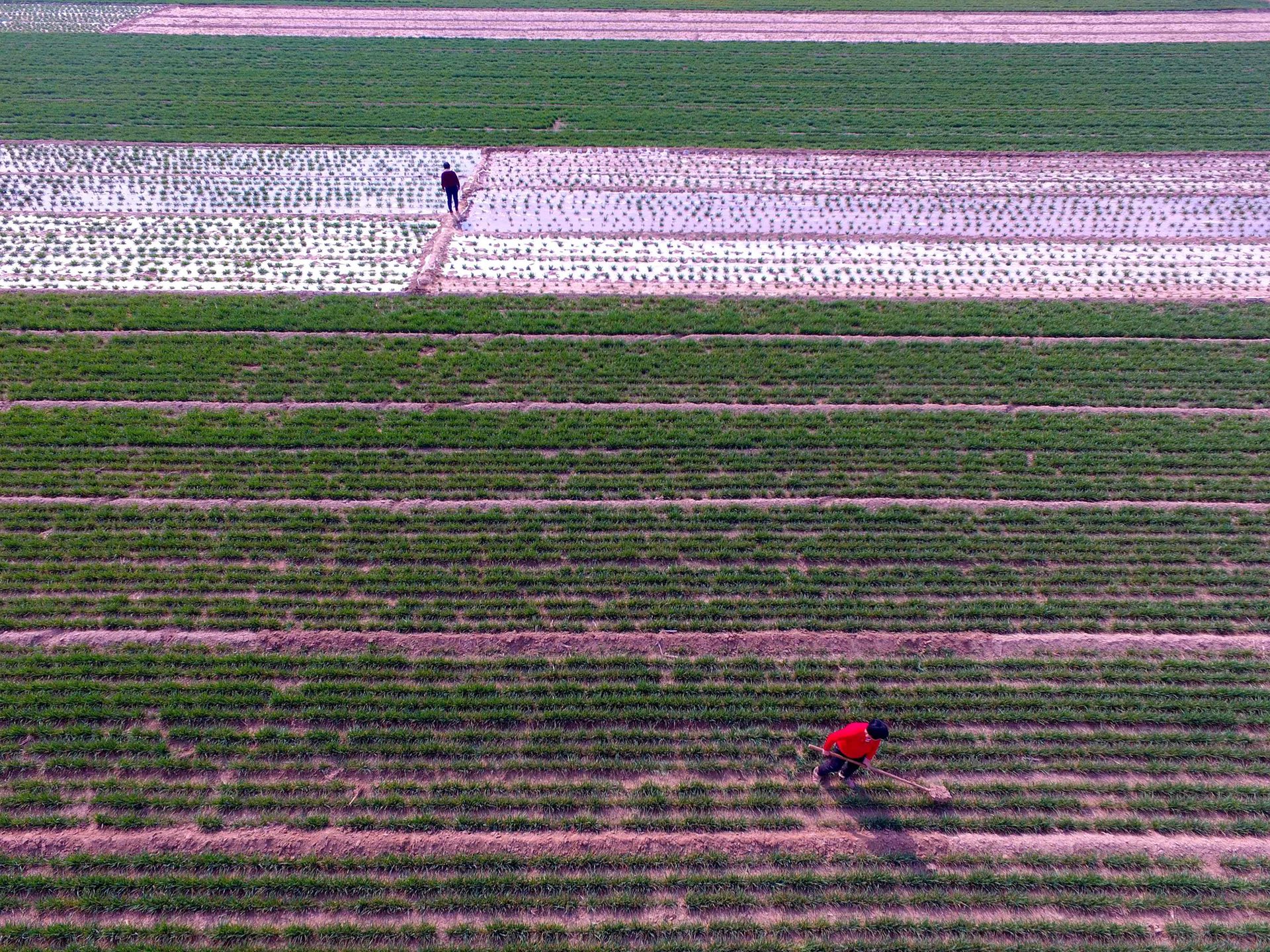 Farmers working in a wheat field. Genetically modified organisms are banned in China but the debate over whether to introduce them rages at the annual session of parliament, Liaocheng, China. PHOTO: AFP