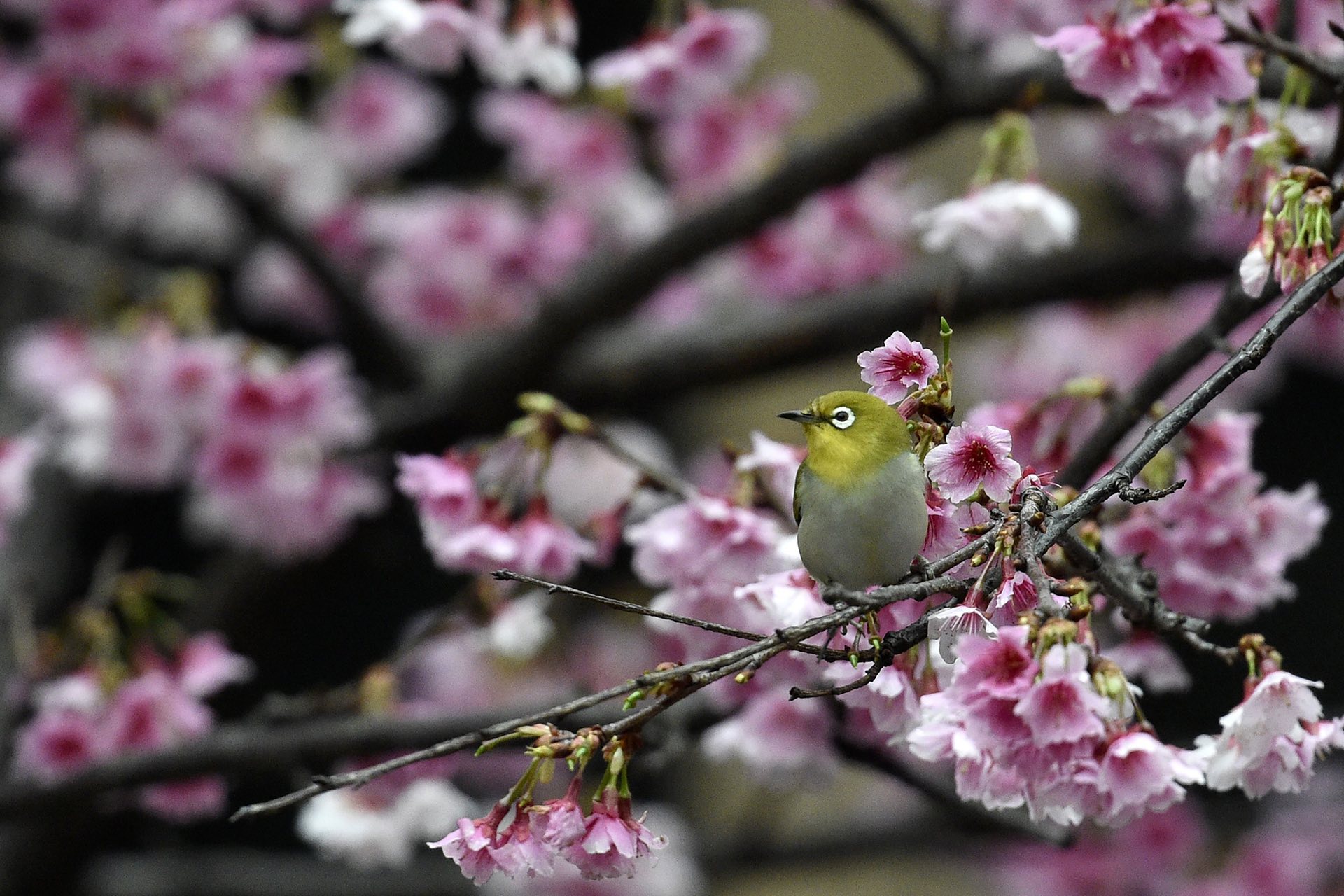 A Japanese white-eye sits in a kanzakura tree, Taipei, Taiwan. PHOTO: AFP