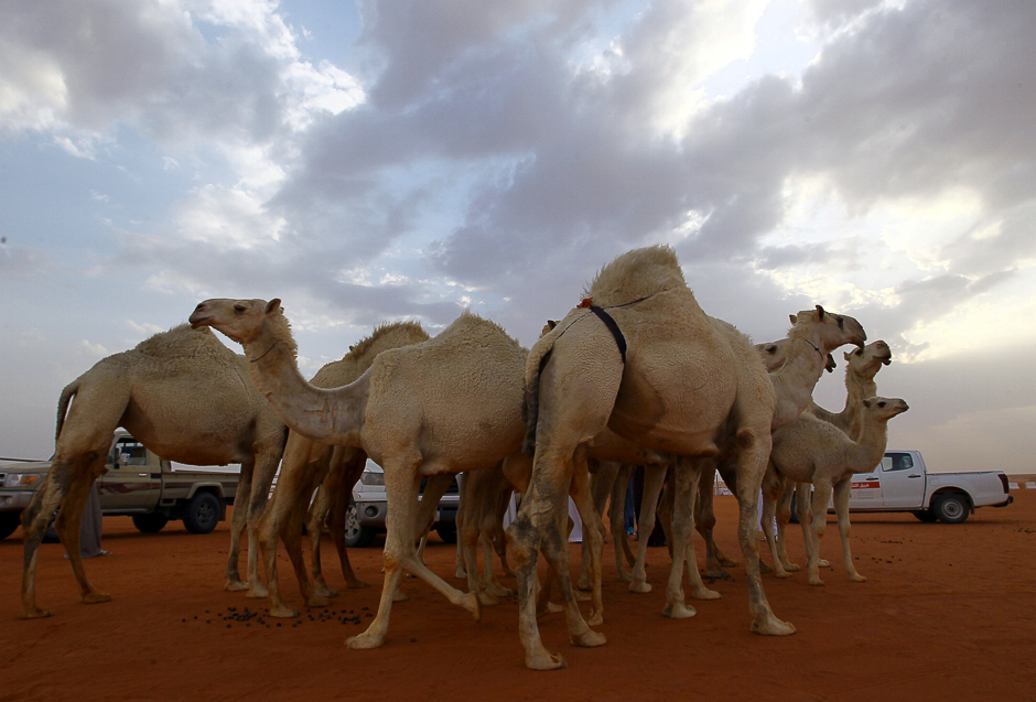 Camels are seen during the King Abdulaziz Camel Festival in Rimah Governorate, north-east of Riyadh, Saudi Arabia. PHOTO: REUTERS