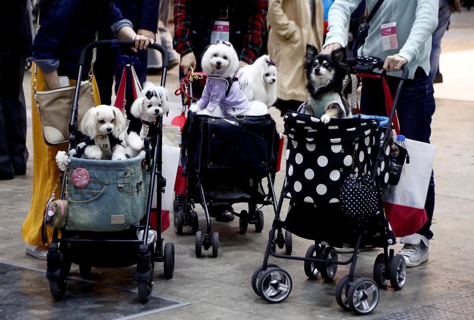 Visitors carry their pet dogs on pet strollers during Interpets in Tokyo, Japan. PHOTO: REUTERS