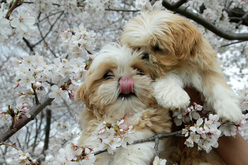 Puppies are seen holding for photo with the cherry blossom flowers blooming near the Washington Monument in Washington, US. PHOTO: REUTERS