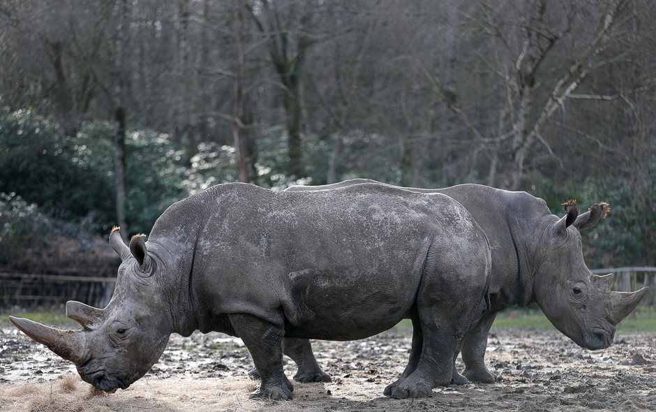 White rhinoceros Bruno (R) and Gracie are seen in their enclosure at Thoiry zoo and wildlife park, about 50 km (30 miles) west of Paris, France. PHOTO: REUTERS