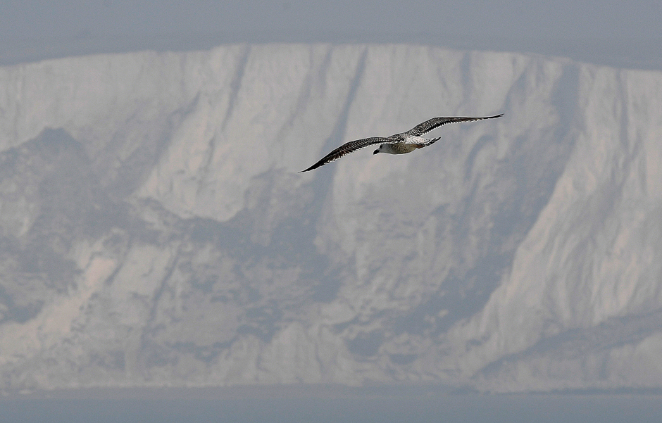A seagull flies above the English channel with the white cliffs of Dover, the closest British coastline to mainland Europe, seen behind, near Dover in Britain. PHOTO: REUTERS