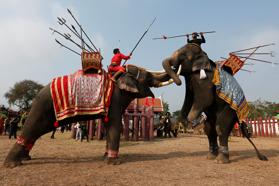 Thai mahouts take part in an elephant fighting demonstration during Thailand's national elephant day celebration in the ancient city of Ayutthaya. PHOTO: REUTERS
