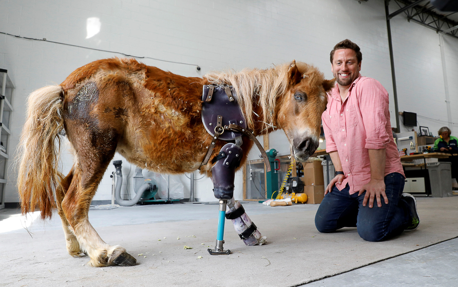 Derrick Campana kneels beside Angel Marie, a three legged mini horse who wears a prosthetic leg made by Campana, at Animal Ortho Care in Sterling, Virginia, US. PHOTO: REUTERS